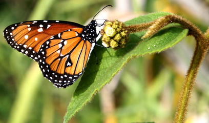 Borboleta