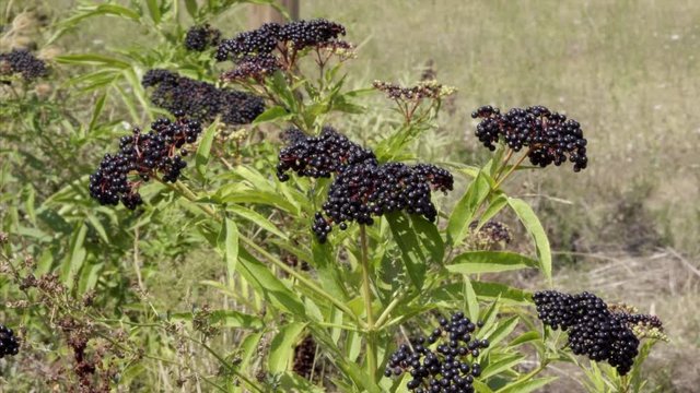 Ripe Elderberry (sambucus) Bush Found in Kline Kosovo