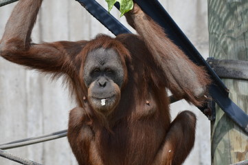 Orangutan in the outdoors