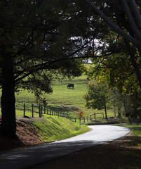 Cattle with alignment in farm paddock