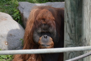 Orangutan in the outdoors