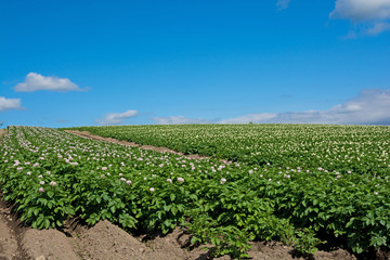 夏空とジャガイモ畑