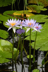 Garden flowers