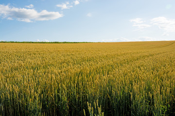 刈り取り前のムギ畑