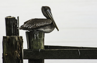 Brown Pelican on post
