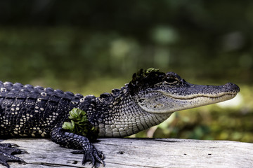 Alligator on Log
