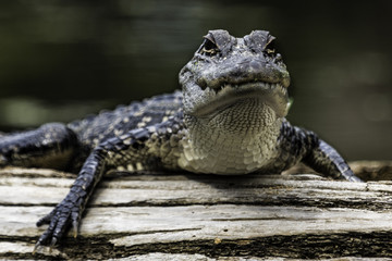 Small Alligator