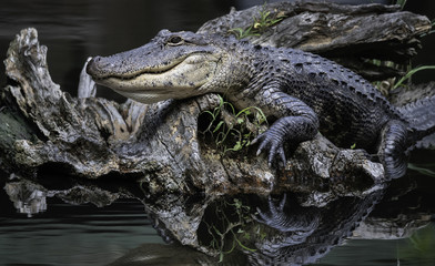 Posing Alligator