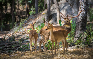 Three deer staring in the zoo.