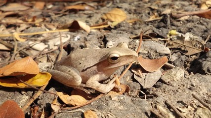  soil frogs with dried leaves that make the appearance of being abstract