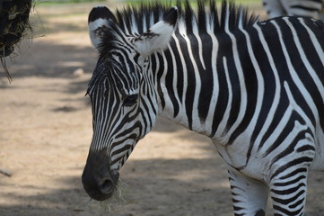Fototapeta na wymiar Close up of a zebra