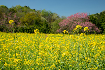 広島県世羅　菊桃