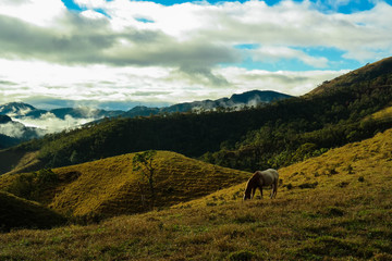Horse, hills, clouds and countryside landscape