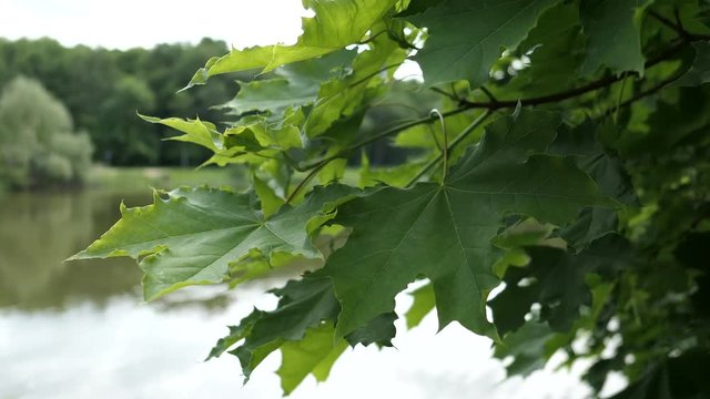 Green Maple Leaves On A Background Of Lake