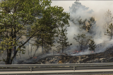 Naklejka premium Dramatisk skogsbrand rasar vid Värmdöleden i Nacka fredag 15/6 och bilarna kör genom röken nära elden