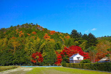 京都嵯峨野　紅葉シーズンの田園風景

