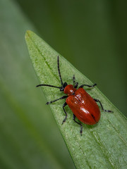 Scarlet lily beetle sitting on a green leaf