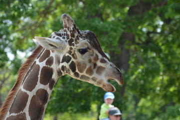 Head of a giraffe