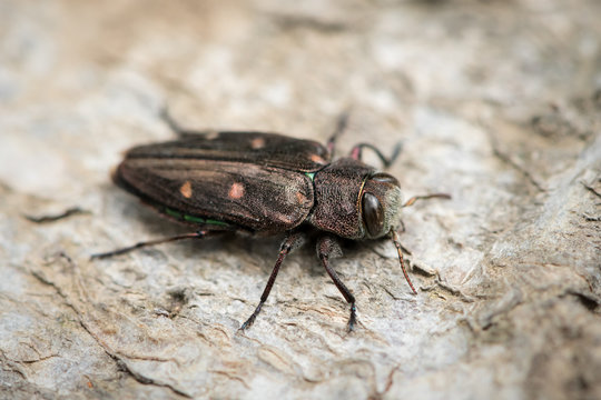 A small metallic wood-boring beetle sitting on a beech tree