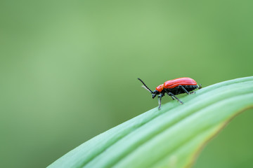 Scarlet lily beetle sitting on a green leaf