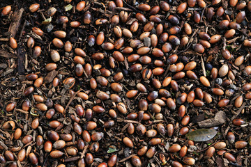 Acorn spreading on the ground like autumn texture