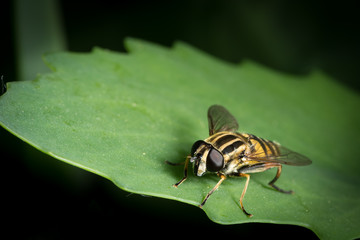 A black yellow hoverfly sitting on a green leaf