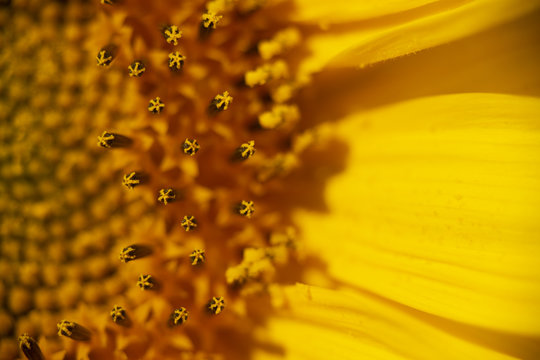 Sunflower (Helianthus) macro image in the morning sun.