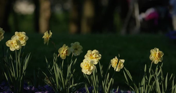 Daffodils yellow flowers
