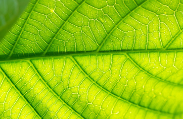 green leaf texture pattern on sun light