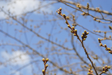 桜　枝　つぼみ　素材