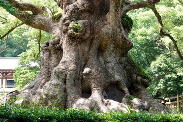 Obraz premium 鹿児島加治木町の蒲生の大楠