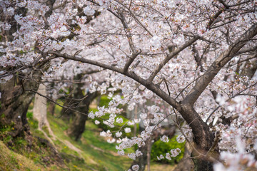 Cherry blossom trees, Sakura in Japanese, full blooming during spring season