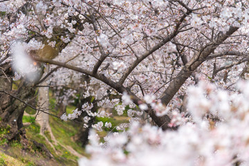 Cherry blossom trees, Sakura in Japanese, full blooming during spring season