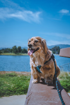 Dog in harness on bench at lake