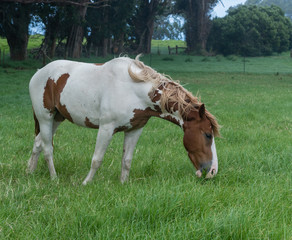 Naklejka na ściany i meble Beautiful horse at a horse ranch in Kohala on the Big Island of Hawaii