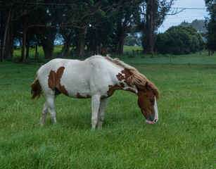 Naklejka na ściany i meble Beautiful horse at a horse ranch in Kohala on the Big Island of Hawaii