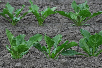 野菜畑　ビート