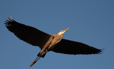 blue heron in flight