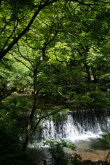 Fototapeta na wymiar 新緑の貴船川（京都・日本）