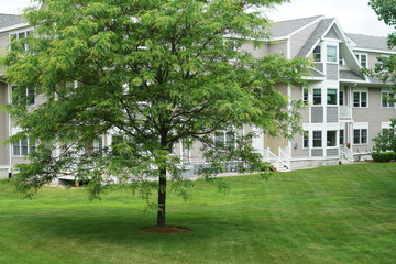 green tree and meadow in front of modern apartment building 