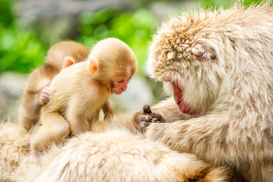 Macaque with infants, Jigokudani Monkey Park