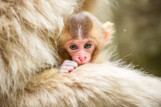 Macaque with infant, Jigokudani Monkey Park