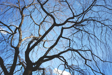 Dead tree on blue sky background.