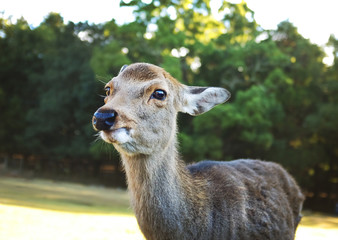 Deer portrait in the park