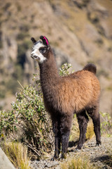 One single baby llama near Cochabamba, Bolivia