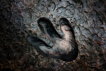 Real dinosaur footprint , Thailand.