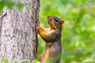 Squirrel in Forest