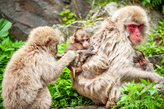 Macaque with infants, Jigokudani Monkey Park