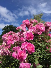 New Zealand Pink Rose