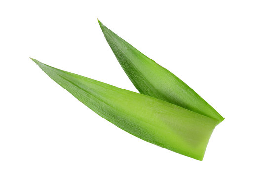 Fototapeta pineapple leaves isolated on white background